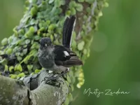 Sibia`s [Heterophasia]